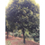 22公分丹桂树多少钱|丹桂|百佳园林绿化缩略图1