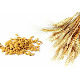 个人求购小麦-南宁求购小麦-汉光现代农业有限公司