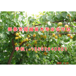 嫁接珍珠油杏苗|北京珍珠油杏苗|新泰超越苗木