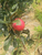 1公分苹果苗多少钱-润丰苗木(在线咨询)-宝山区1公分苹果苗缩略图1