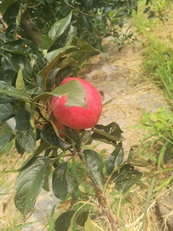 1公分苹果苗多少钱-润丰苗木(在线咨询)-宝山区1公分苹果苗
