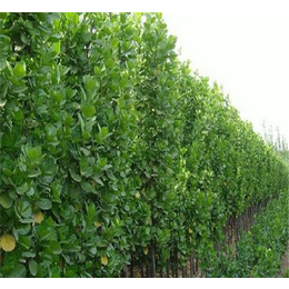 北海道黄杨种植基地、润丰苗木、采购北海道黄杨种植基地