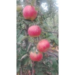 甘肃苹果苗-泰安泰丰源农场-1公分苹果苗