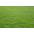 草坪种子播种,【春风草坪】,草坪缩略图1