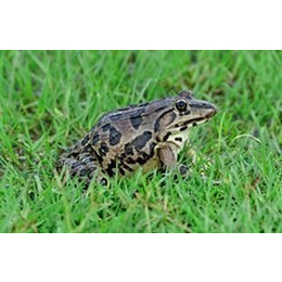 黑斑蛙养殖技术、农聚源生态农业(在线咨询)、荆门黑斑蛙