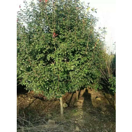 元芳家庭农场高存活率,湖州4公分红叶石楠树