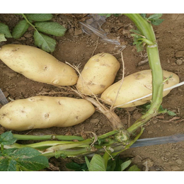 雪原农业科技种业(图)、土豆种那里有、宿州土豆种