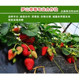 太空草莓苗|太空草莓苗哪里多|农科草莓(****商家)