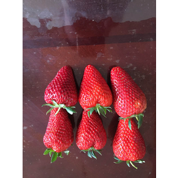 乾纳瑞农业、阿勒泰地区牛奶草莓苗、牛奶草莓苗哪里有