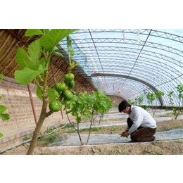 供应镀锌双膜骨架养殖温室大棚及大棚配件