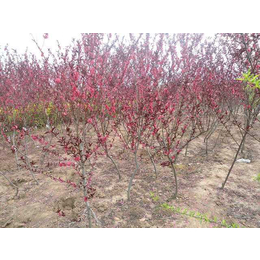 潍坊红叶碧桃种植基地大量供应红叶碧桃树苗