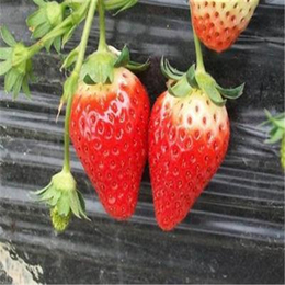 法兰地草莓苗哪里便宜、双湖园艺、鹤壁法兰地草莓苗