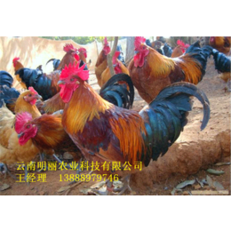 土鸡鸡苗价格|昭通土鸡鸡苗|明丽农业