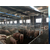 养猪自动化料线、牧鑫养殖保证售后服务、养猪自动化料线哪里好缩略图1