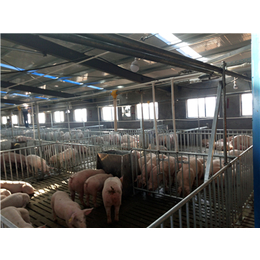 养猪自动化料线、牧鑫养殖保证售后服务、养猪自动化料线哪里好