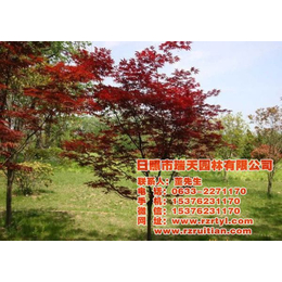 日本红枫苗将修建、瑞天园林、日本红枫苗