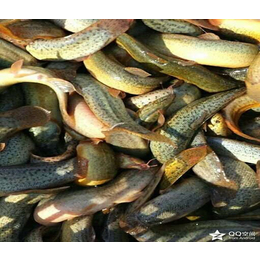 泥鳅苗供应-乾发泥鳅繁育(在线咨询)-宿迁泥鳅苗