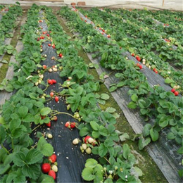 达塞草莓苗、双湖苗木基地(在线咨询)、晋中草莓苗