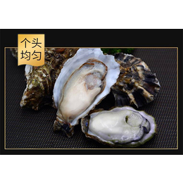 铜仁海鲜食材批发-生蚝扇贝花蛤