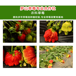 农科草莓低价出售诚信商家|甜查理草莓苗批发|甜查理草莓苗