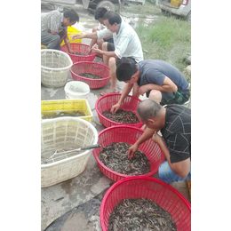 泥鳅苗养殖厂家|日照泥鳅苗|有良水产养殖基地