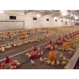生产鸡用饮水器的厂商、鸡用饮水器、良丰畜牧机械