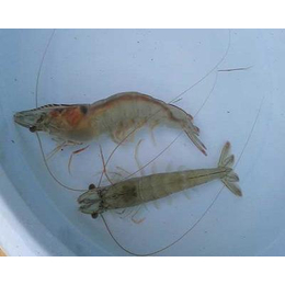 基围虾养殖虾苗孵化|基围虾|鑫渔圣生态