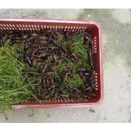 小龙虾养殖亩投放量、武汉裕农(在线咨询)、小龙虾养殖