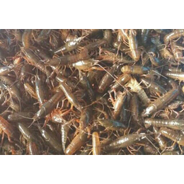 小龙虾养殖|武汉裕农|小龙虾养殖吃什么