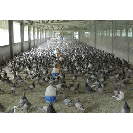 山东中鹏农牧(在线咨询)-山东青年鸽-青年鸽养殖场