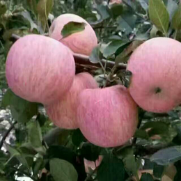 山东苹果产地美八苹果价格红富士苹果批发