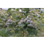 云南蓝莓苗、百色农业、快繁蓝莓苗缩略图1