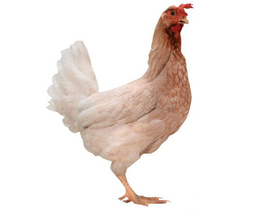 海兰褐蛋鸡-华帅青年鸡厂家供应-呼伦贝尔海兰褐
