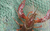 室内养殖龙虾-武汉农科大(在线咨询)-养殖龙虾缩略图1