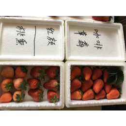 乾纳瑞农业,牛奶草莓苗,阿克苏地区草莓苗