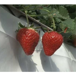 宿迁草莓种植槽-草莓育苗槽-厂家批发促销