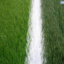 厂家*运动足球场地*人造草 使用寿命长达8年 双色缩略图