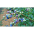 珠宝蓝莓苗-柏源农业-珠宝蓝莓苗批发基地缩略图1