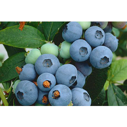 蓝莓价格|大同蓝莓|百色农业科技(查看)