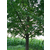 20公分精品银杏树、十万亩银杏(在线咨询)、银杏缩略图1