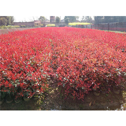 红叶石楠-好彩红叶石楠品种齐全-红叶石楠小苗价格
