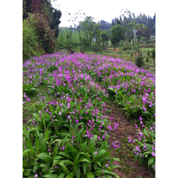 生*价格|叶氏种植纯*药材|安顺*