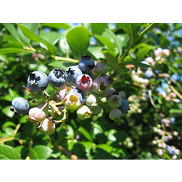 柏源农业科技公司(在线咨询),蓝莓苗,北高丛蓝莓苗