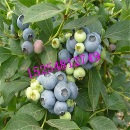 泰安双湖园艺(多图)-布莱登蓝莓苗种植基地-青海布莱登蓝莓苗