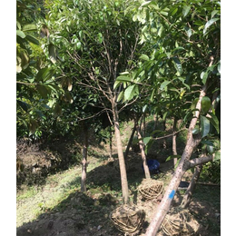 5公分桂花树养殖|百佳园林绿化(在线咨询)|5公分桂花树