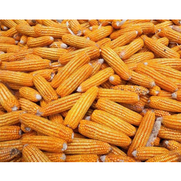 收购玉米价格-安康求购玉米-枣阳市汉光现代农业