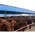 利木赞牛养殖场|富贵肉牛养殖|内蒙古利木赞牛缩略图1