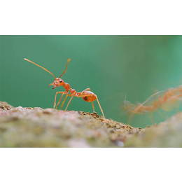 福州灭红蚁费用|福州环宇环保公司|福州灭红蚁