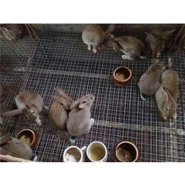 纯种野兔报价、松原野兔、锦腾养殖场