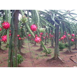 火龙果种植图解|柳州火龙果种植|格莱欧(查看)